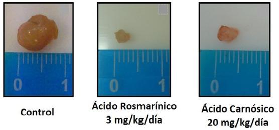 Foto representativa de la inhibición del crecimiento de las lesiones en los ratones.