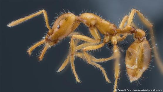 Investigador descubre una especie de hormiga hasta ahora desconocida en los bosques tropicales de Ecuador.