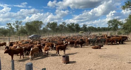 Algunas de las vacas robadas encontradas en campos de Alperovich
