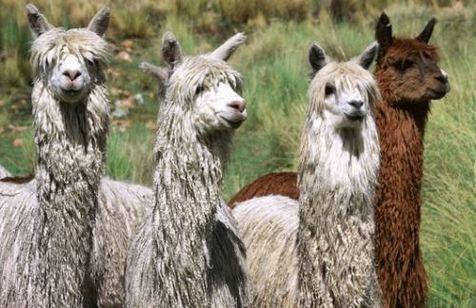 Alpacas, el camélido andino que puede atesorar una posibilidad para frenar al Covid-19 (foto: Ansa)