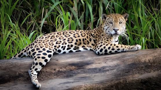 El yaguareté es un felino que necesita de grandes espacios para vivir.