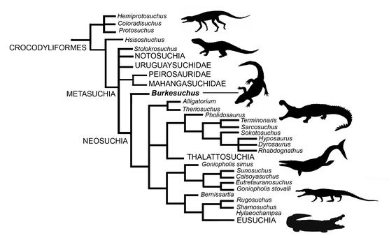 Árbol Burkesuchus