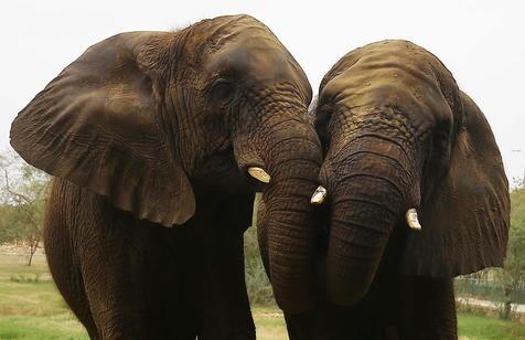 Elefantes, víctimas de la caza por sus colmillos (foto: EPA)
