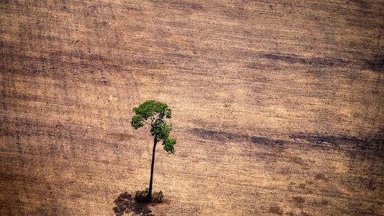 La ONU creará un grupo de especialistas para fijar estándares para medir los compromisos de cero emisiones netas de carbono 