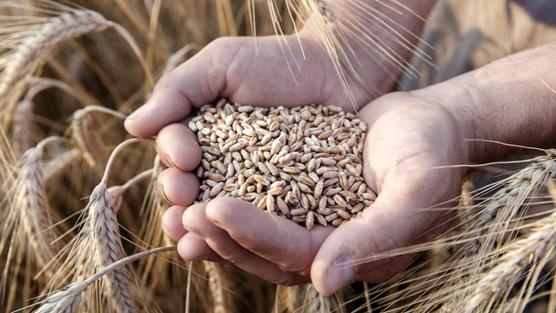 En el caso de los cereales, el índice promedio de precios aumentó un 3,2% mensual