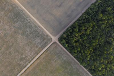 Una sección de la selva amazónica se encuentra junto a los campos de soja en Belterra, estado de Pará,Brasil