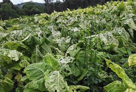 Tabaco afectado por granizo