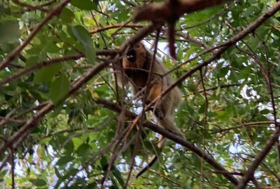 Los monos Carayá fueron enviados a Entre Rios