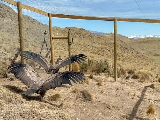 Cóndores liberados en el Parque Nacional Patagonia, en la región Aysen, sur de Chile