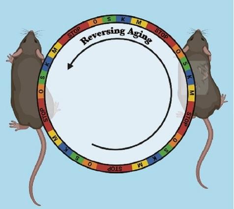 Ratones rejuvenecidos gracias a una terapia que reprograma las células sin efectos secundarios (fuente: Salk Institute) 