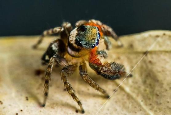 Las arañas macho que se catapultan después del sexo para evitar la muerte