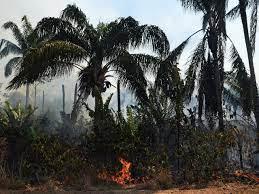 Un incendio ilegal quema parte de la reserva de selva amazónica al norte de Sinop, en el estado de Mato Grosso