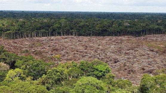 Para cada acción de deforestación, la velocidad promedio fue de 0,18 hectáreas/día en 2021, frente a 0,16 hectáreas/día en 2020.