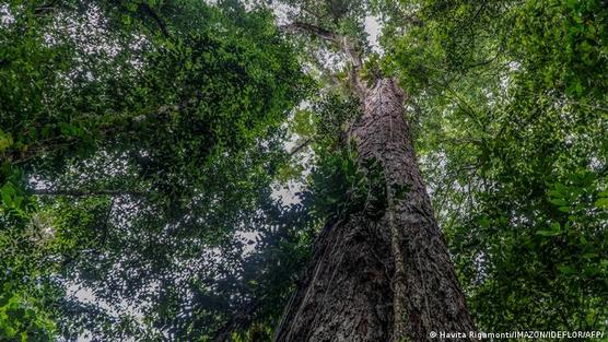 ista de la base del gigantesco árbol, ubicado en el norte de Brasil