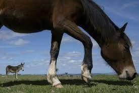 Un caballo rescatado por la ONG Santuarios Primitivo en una granja donde vive tras ser adoptado en Pan de Azúcar,