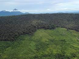 Los bosques  están desapareciendo a un ritmo alarmante, según un nuevo estudio.