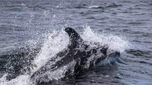 Un delfín nada cerca de la isla de Dawson, en el estrecho de Magallanes, en Chile