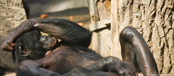 Bonobo, chimpancé pigmeo ("Pan paniscus"), tumbado boca arriba masturbándose.