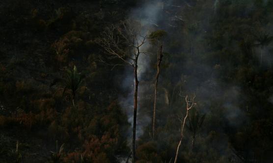 Los biomas Amazonía y Cerrado fueron los más afectados en el período