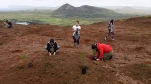 Voluntarios y turistas plantanndo árboles en Poike, Isla de Pascua-© Handout / CONAF/AFP