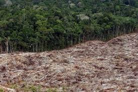 Entre enero y julio, la deforestación cayó 42,5%, a 3.149 km2, contra igual periodo de 2021. © MICHAEL DANTAS / AFP/Archivos