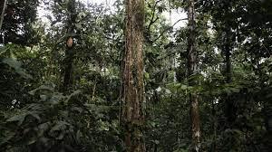 Parque Nacional Yasuní, Ecuador - © Galo Paguay / AFP 