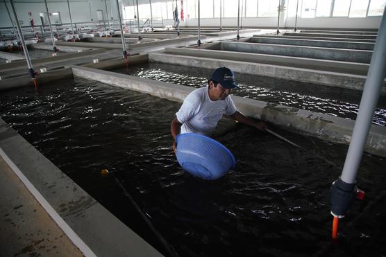 Piscinas para reproducción de alevines. Foto: Comunicación Presidencial.