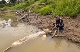 Una veterinaria mientras toma muestras de un delfín rosado muerto, en Puerto Nariño, en el Amazonas (Colombia).