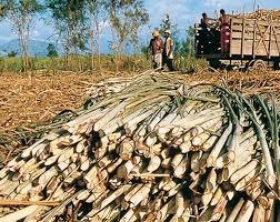 Trabajadores azucareros 