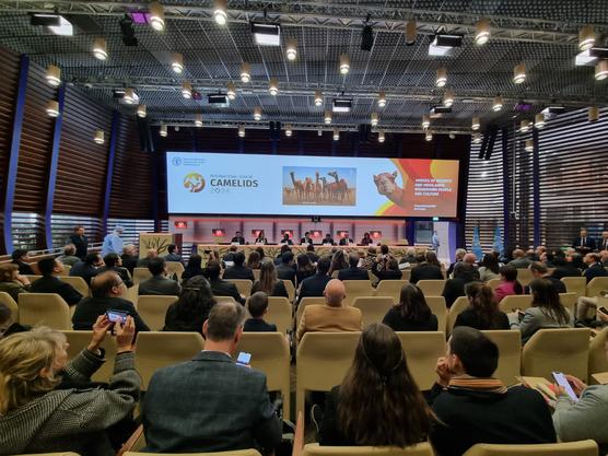 Inauguración del Año Internacional de los Camélidos en Roma, Italia