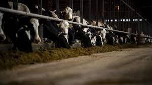 Decenas de vacas se alimentan en una granja lechera de Taiki, Japón - AFP