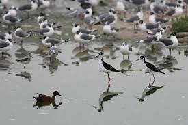 Aves descansan sobre un cuerpo de agua en el refugio de vida silvestre Los Pantanos de Villa - EFE