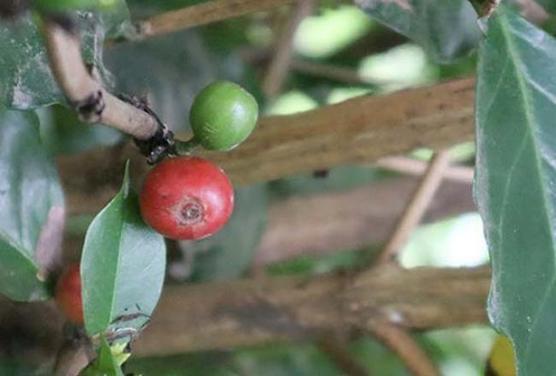 Productores de café