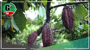 Una miembro de la asociación Chocowarmis sostiene un fruto de cacao en un campo de la comunidad indígena Copal Sacha