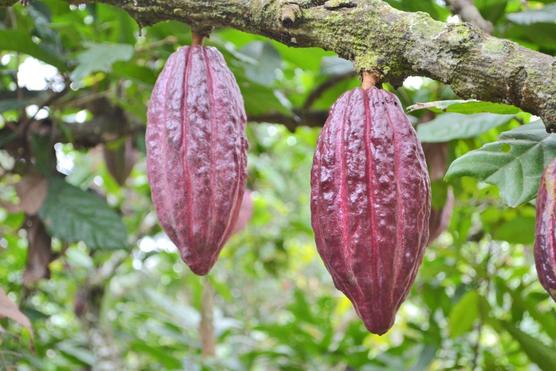 Cacao silvestre en Beni