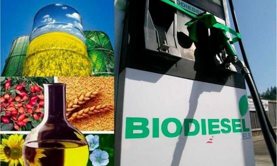 El biodiesel como salida