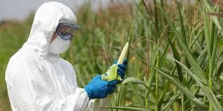 Prometen una norma para el uso de biotecnología en la agricultura.