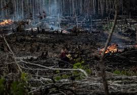 Tres hombres fueron vistos en el bosque cuando comenzó el incendio