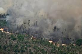 Trece personas fueron detenidas por prender fuego a vegetación