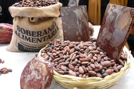 Cacao boliviano, listo para ser exportado