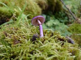 Un hongo Cortinarius magellanicus -  EFE/Ministerio De Medio Ambiente De Chile 