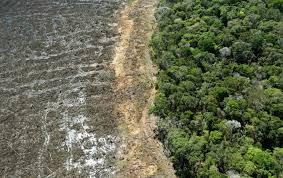 Los incendios intencionales destruyeron la selva amazónica