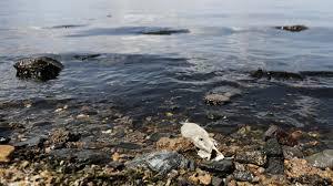 Un pez muerto en La Manga del Mar Menor, en la provincia española de Murcia - © José Miguel Fernández / AFP